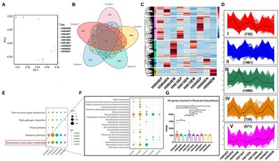 Flavonoid Synthesis and Metabolism During the Fruit Development in Hickory (Carya cathayensis)